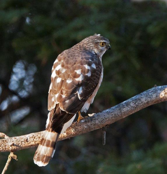 Sharp-shinned hawk