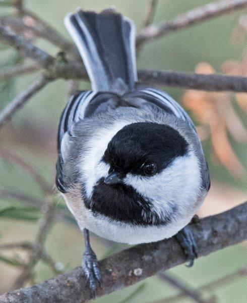 Chickadee with white sides