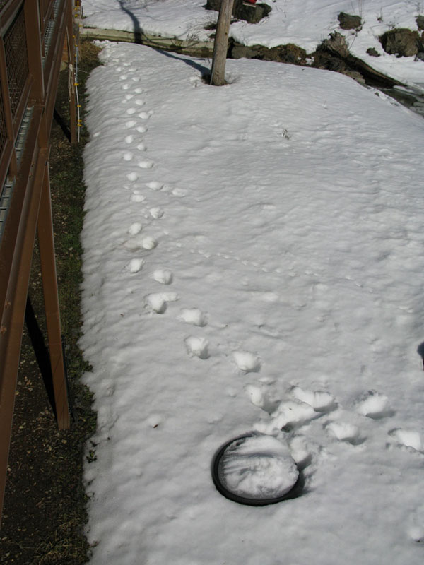 Footprints in the snow