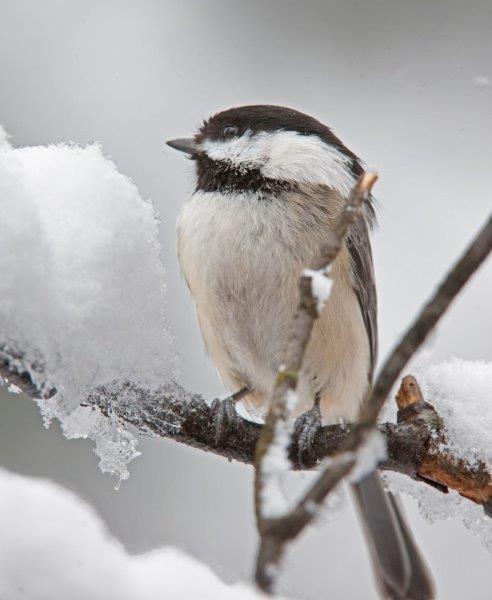Chickadee