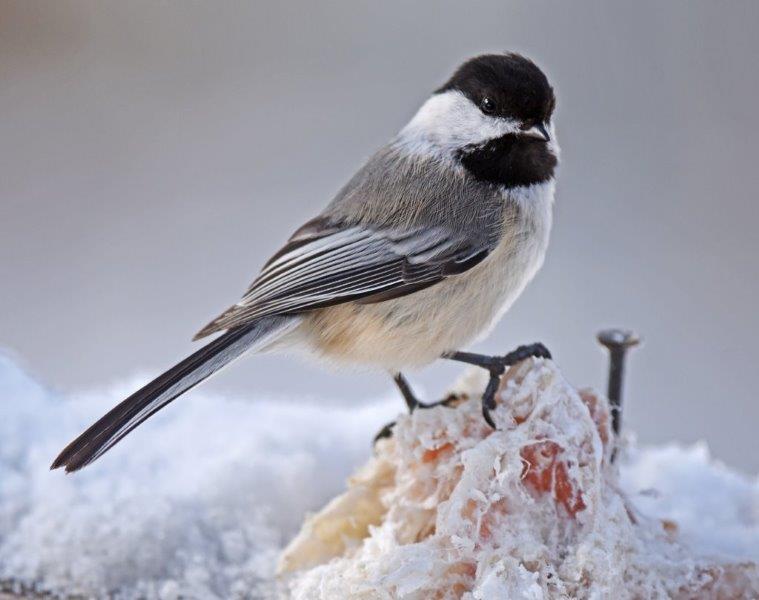 Chickadee