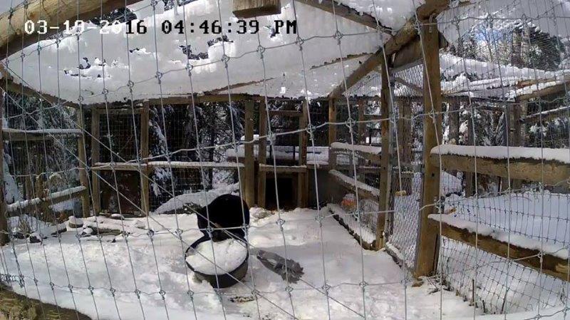 Holly drags the water tub to the den