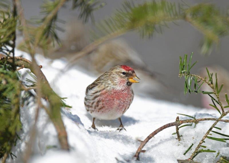 Common redpoll and boughs