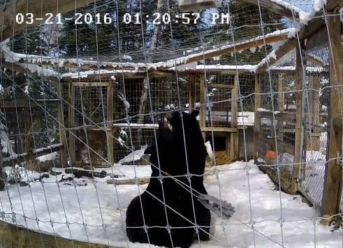 Holly and Lucky play