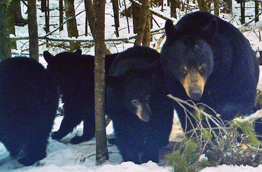 Lily and her yearlings