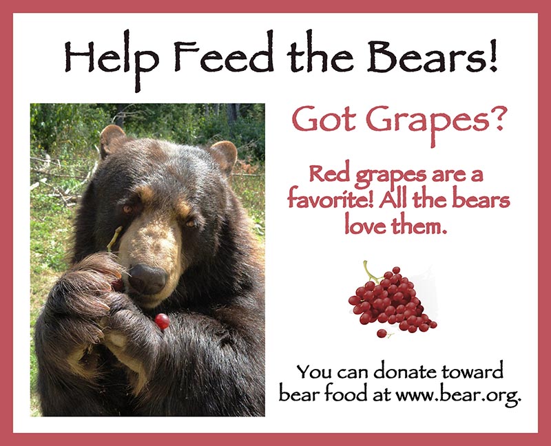 Help feed the bears