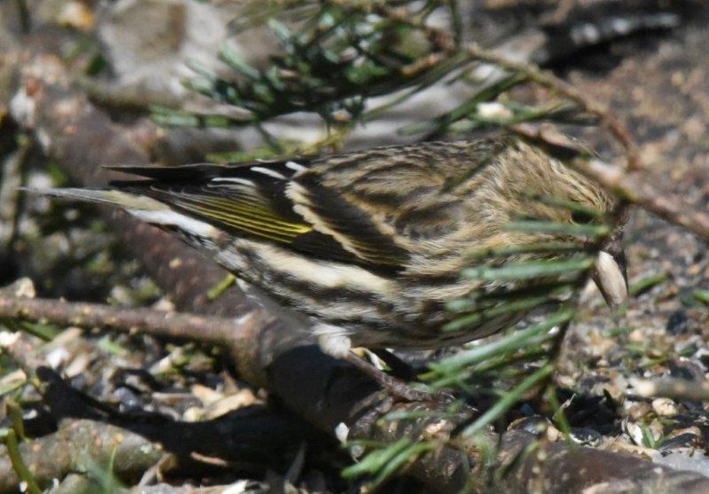 Pine Siskin