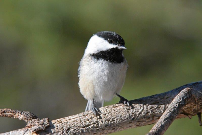 Chickadee