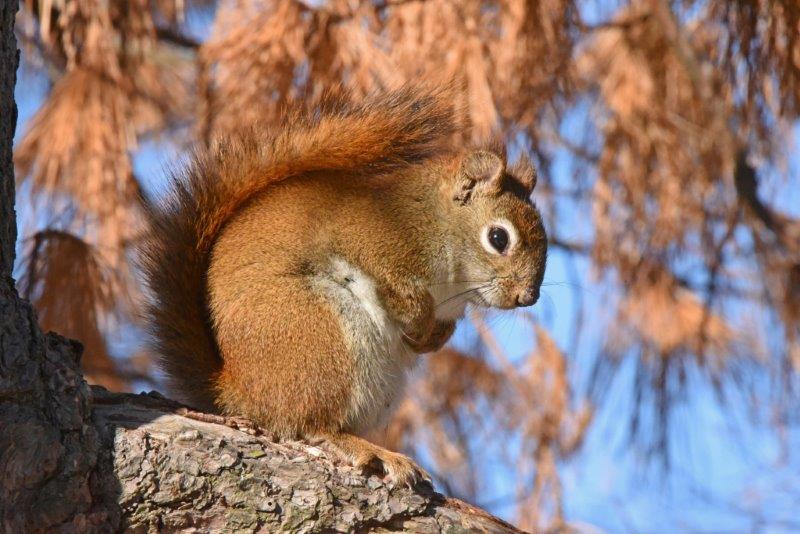 Red Squirrel