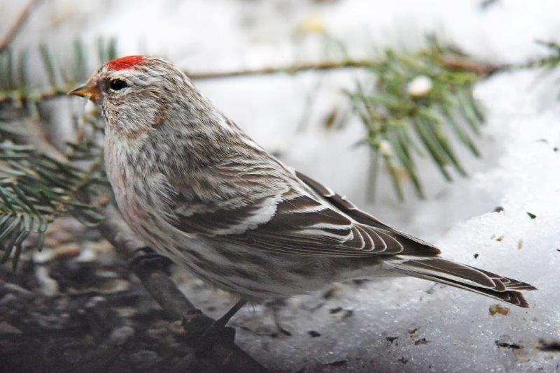 Hoary redpoll