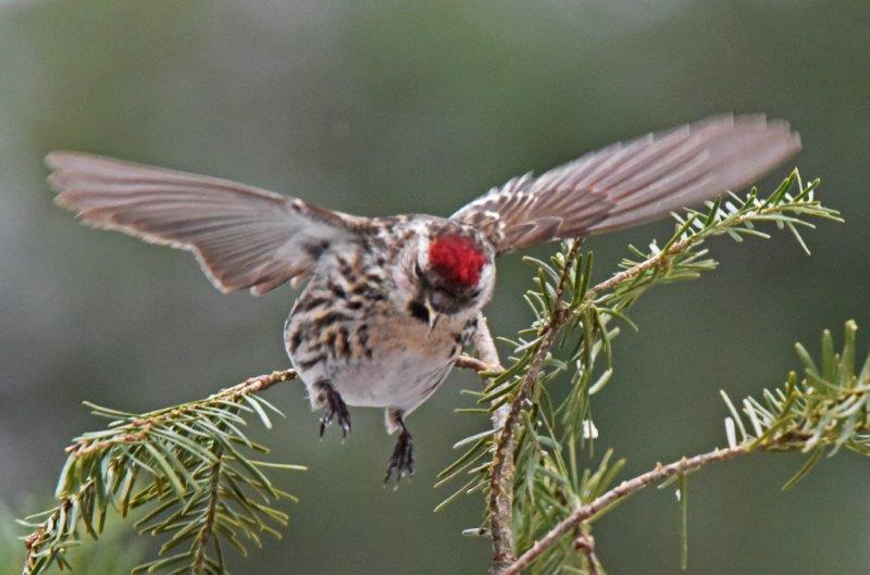 Common redpoll spreads wings