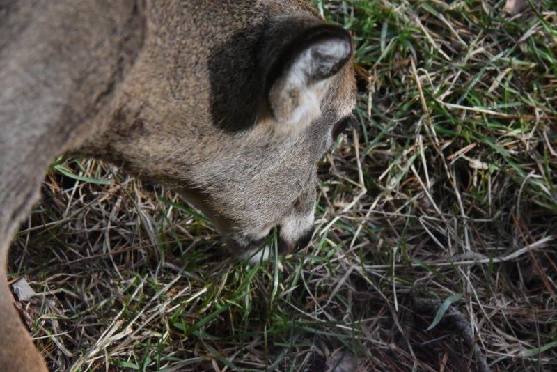 Deer eating