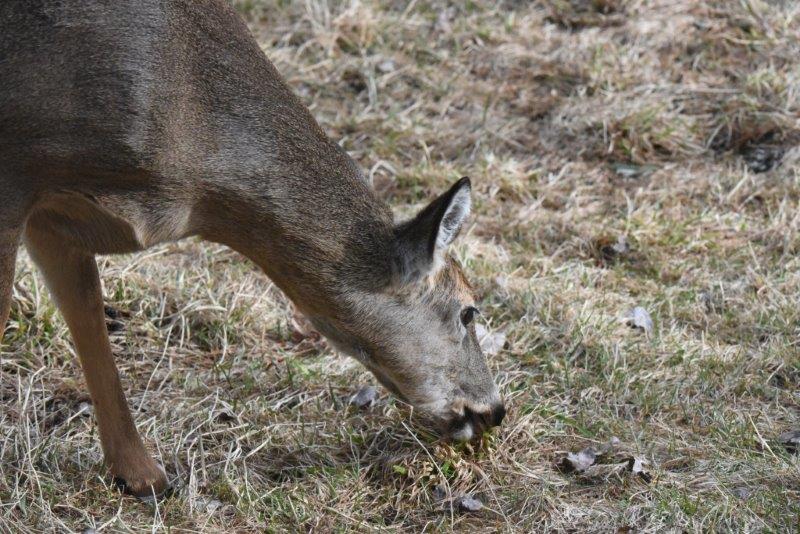 deer eating