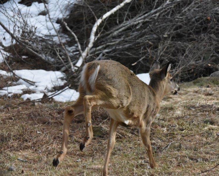 deer running