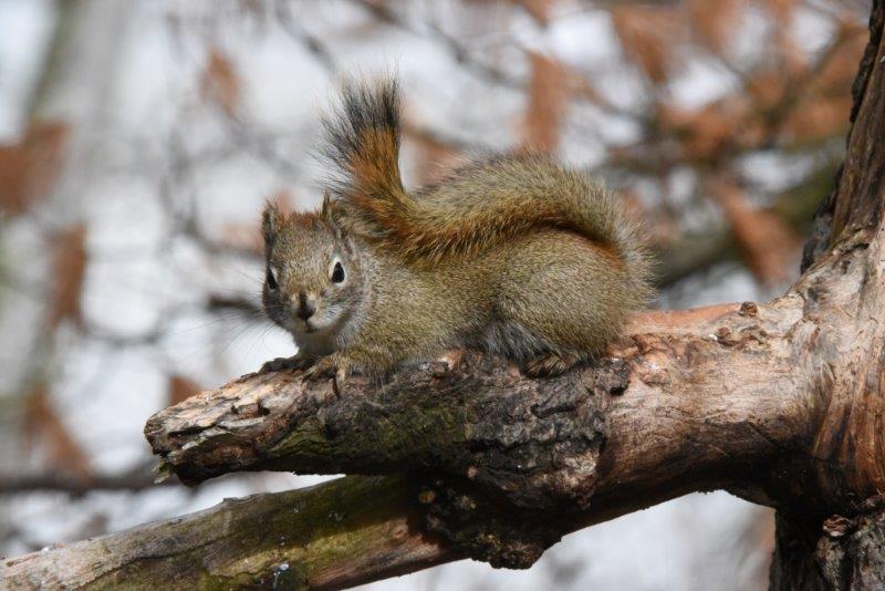 Red squirrel