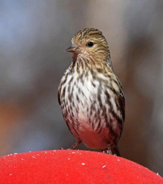 Pine siskin
