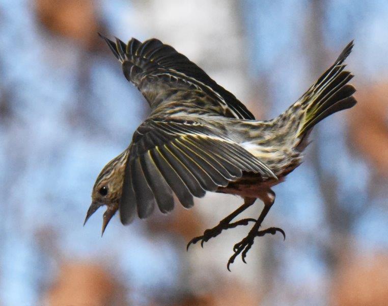 Pine Siskin coming in for a landing