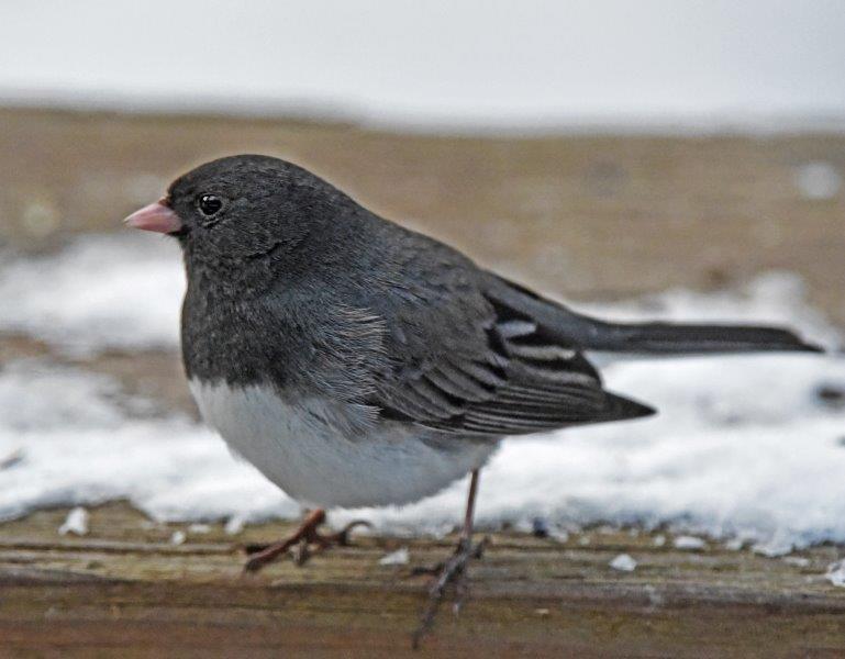 Dark eyed junco