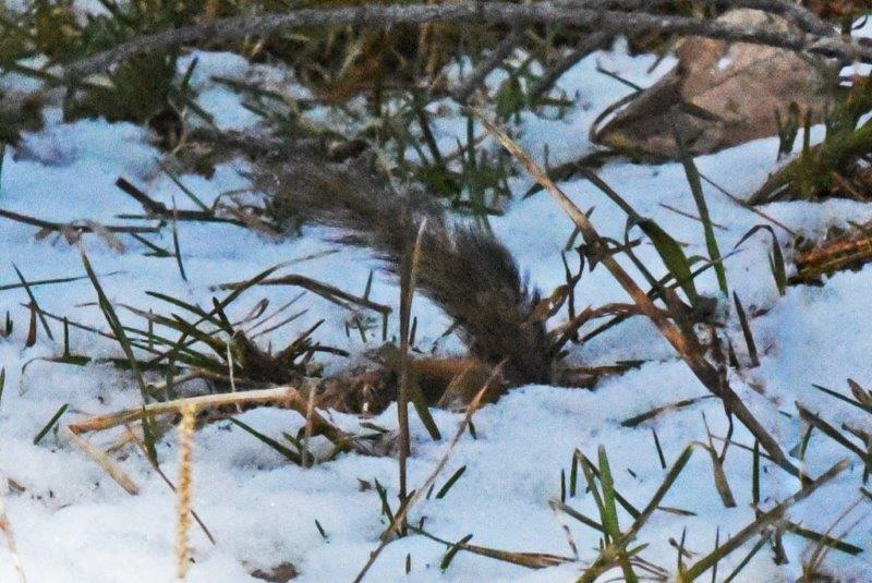 Eastern chipmunk going down hole