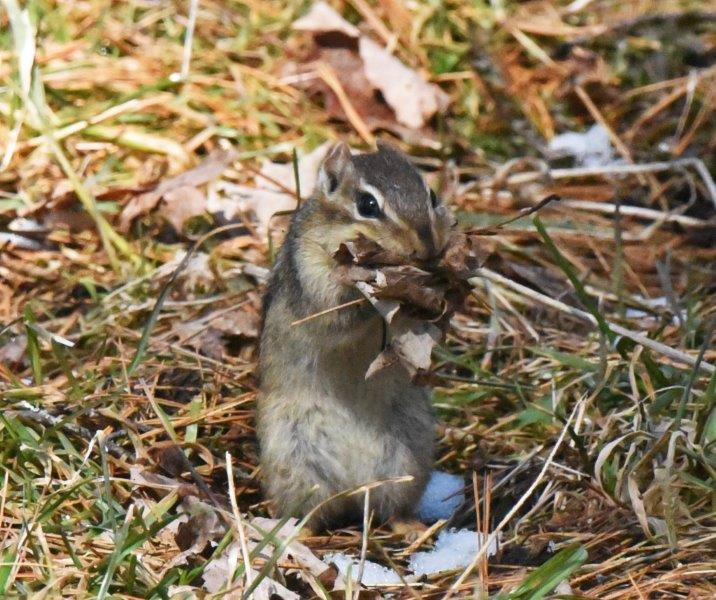 Eastern chipmunk with leaves