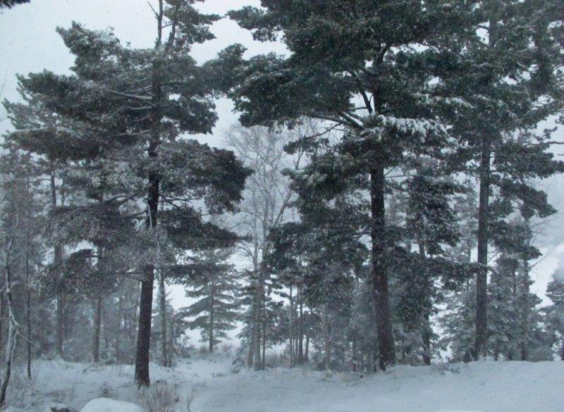 Snow at the research cabin
