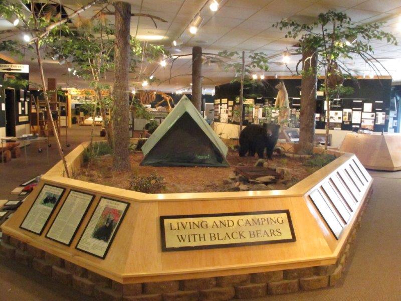 Camping with bears exhibit