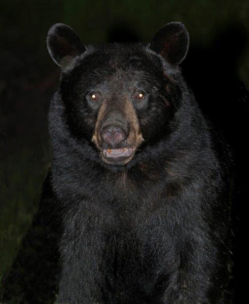 Bear at night