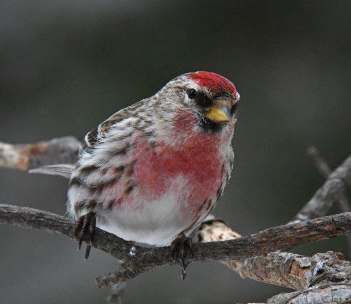 Common Redpoll