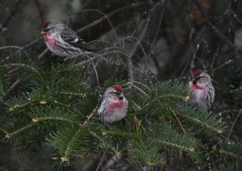 Three male redpolls