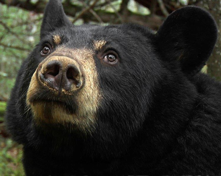 Lily the Black Bear