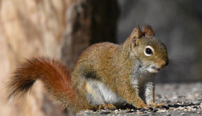 Red Squirrel 