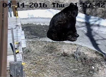 Honey sitting on ice on stream