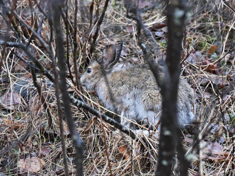 Hare changing colors