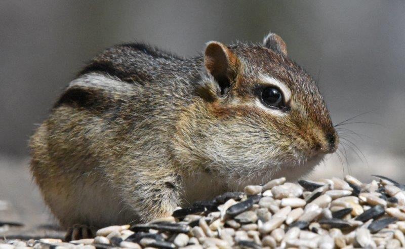 Eastern chipmunk