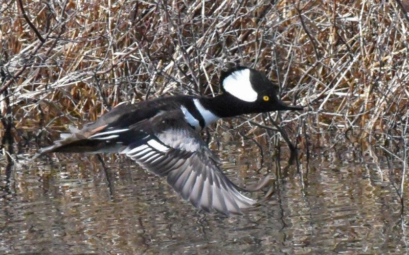 Hooded merganser