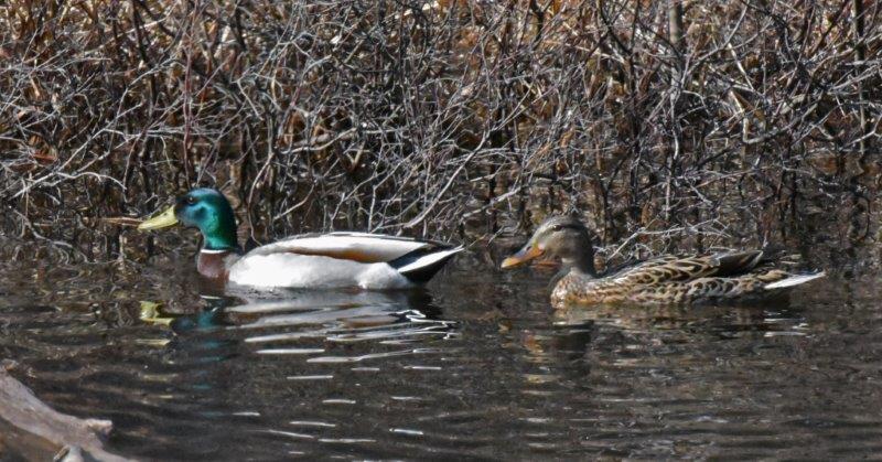 Mallard pair