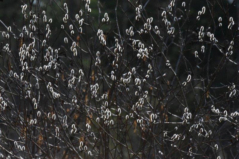 Willow catkins