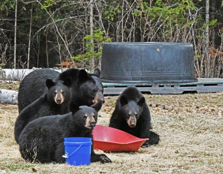 Braveheart and her yearlings