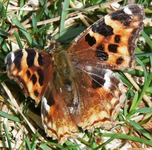 Comptons Tortoise Shell Butterfly