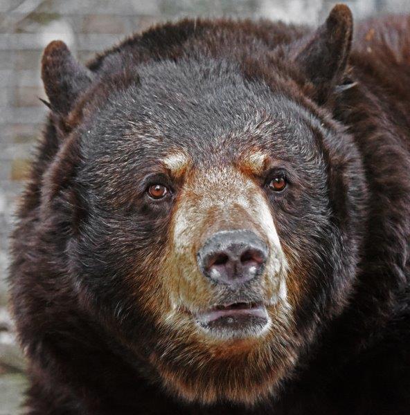 Honey sitting on ice on stream