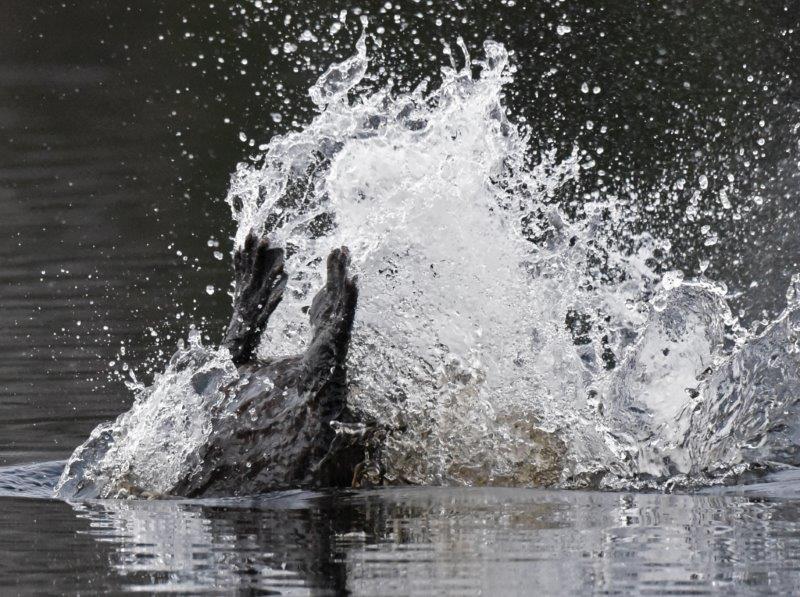 Beaver diving