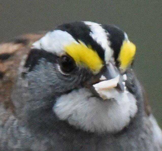 White-throated sparrow