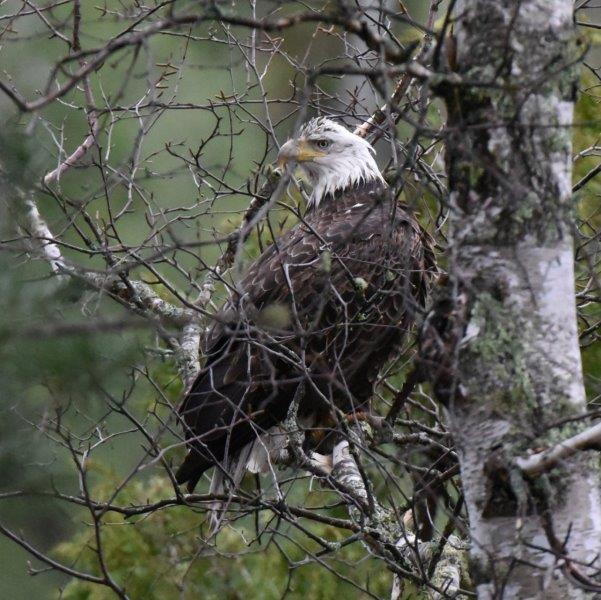 Bald Eagle