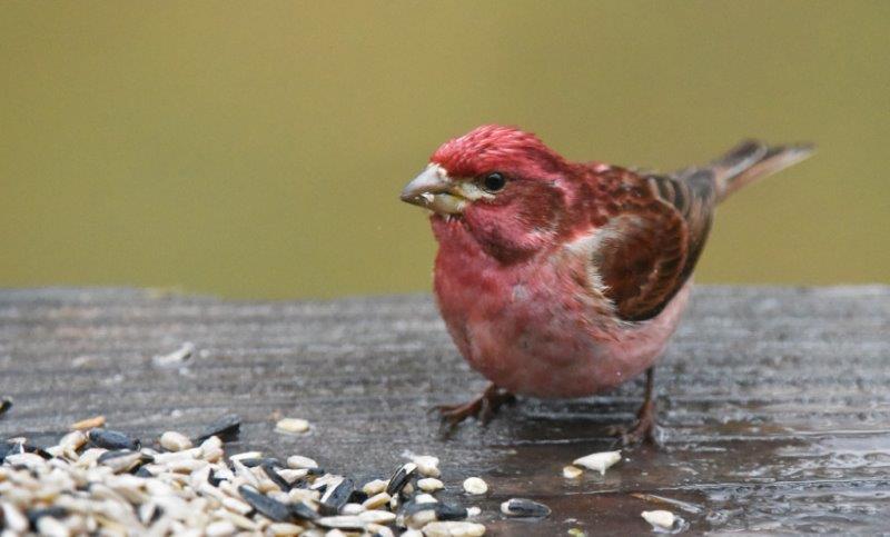 Purple finch
