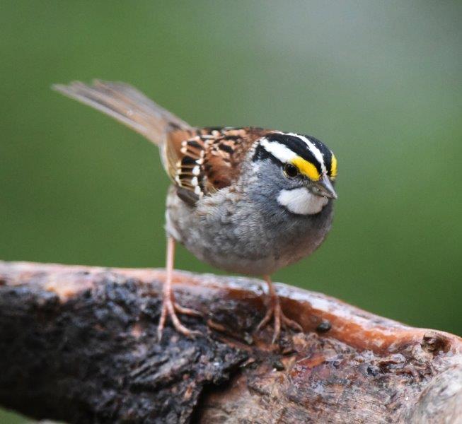 White-throated sparrow