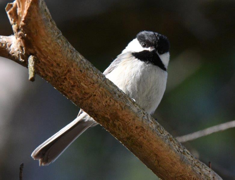 Chickadee