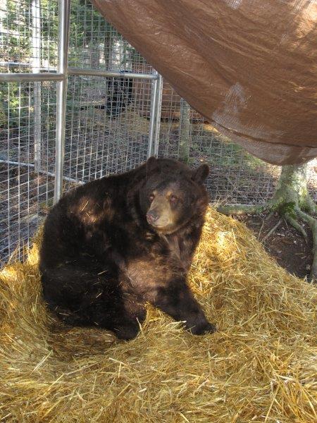 Honey with tarp overhead