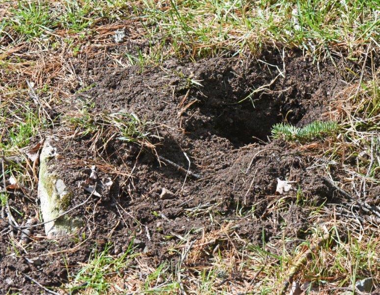 Chipmunk hole dug up by Eli