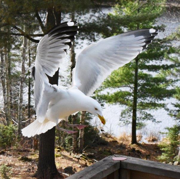 Herring gull with bologna