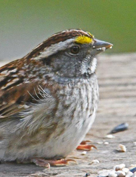 White-throated sparrow tan stripe morph